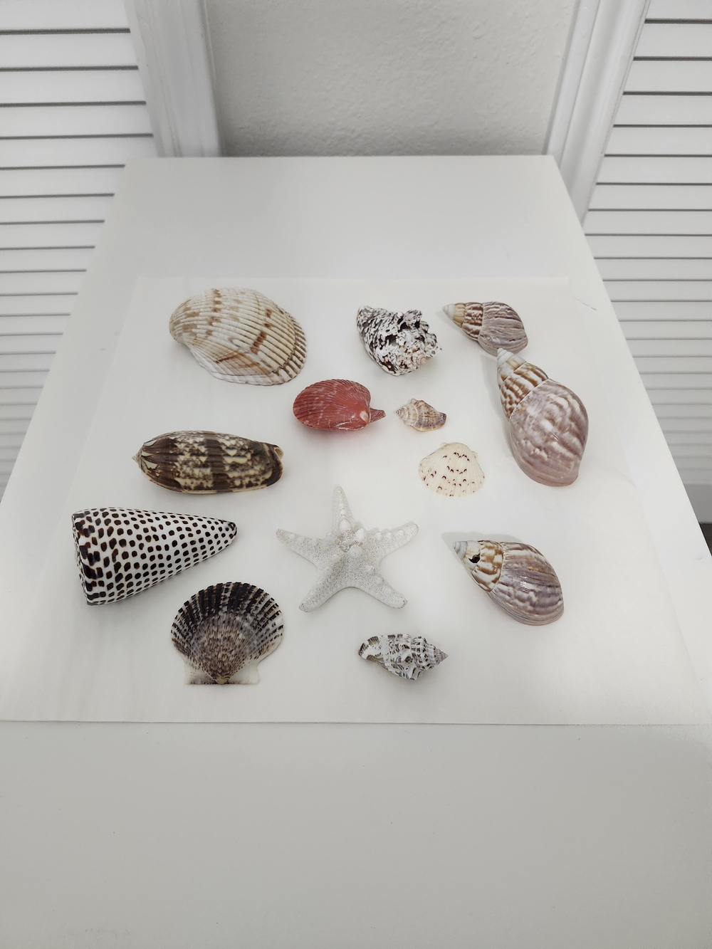 Seashell Wall Art Collection - Natural Shells and Starfish